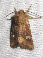 Lacinipolia stricta