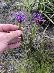 Rhigiophyllum squarrosum