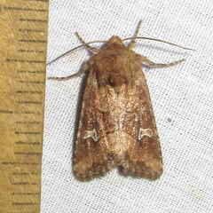 Lacinipolia stricta