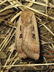 Parabagrotis exsertistigma