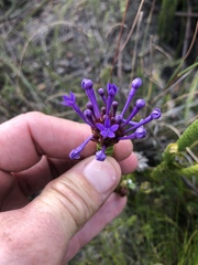 Rhigiophyllum squarrosum