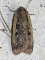 Parabagrotis exsertistigma