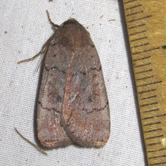 Protolampra rufipectus