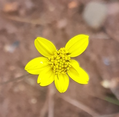 Iostephane trilobata