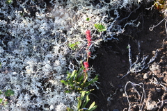 Rumex aureostigmatica