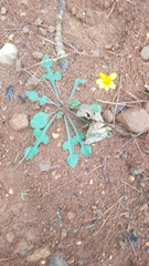 Iostephane trilobata