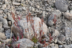 Rumex aureostigmatica