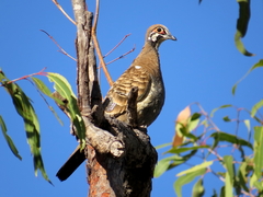 Geophaps scripta