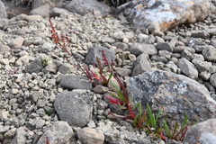 Rumex aureostigmatica