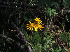 Jacobaea abrotanifolia