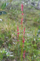 Rumex lapponicus