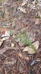 Castilleja tenuifolia
