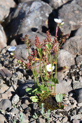 Rumex acetosa pseudoxyria