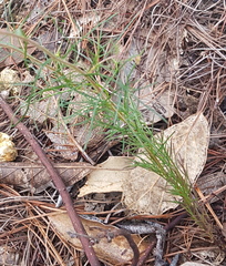 Castilleja tenuifolia