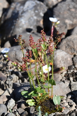 Rumex acetosa pseudoxyria