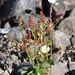 Rumex acetosa pseudoxyria - Photo (c) Игорь Поспелов, some rights reserved (CC BY-NC)