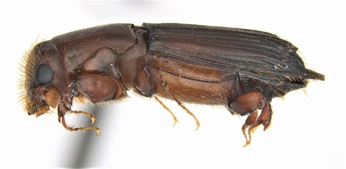 Myoplatypus flavicornis image