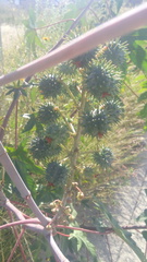 Ricinus communis
