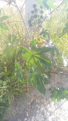 Ricinus communis