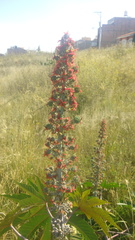 Ricinus communis