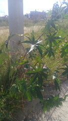 Ricinus communis