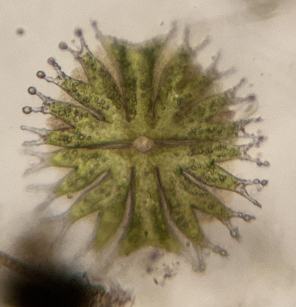 Micrasterias johnsonii