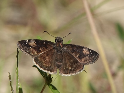 Zarucco Duskywing photo 4