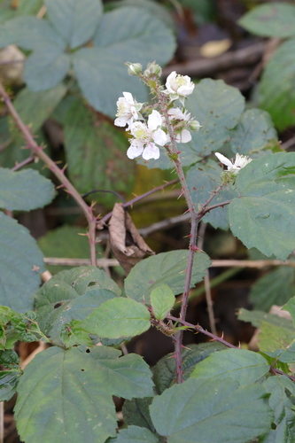 Image of Rubus calvatus by no rights reserved