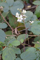 Rubus calvatus