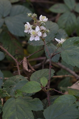 Rubus calvatus