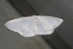 Orthoclydon praefectata