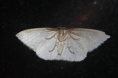 Orthoclydon praefectata