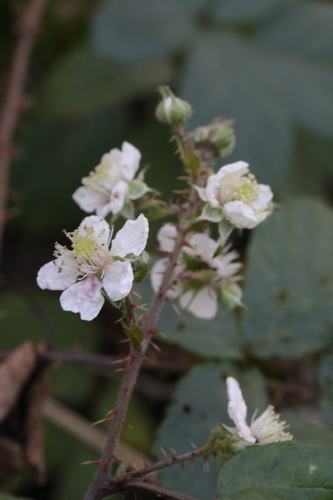 cuspidate-leaved bramble (Rubus calvatus)