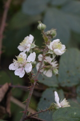 Rubus calvatus