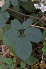 Rubus calvatus