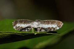 Nymphidium baeotia