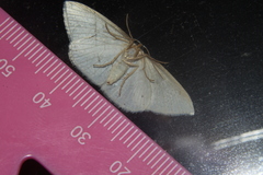 Orthoclydon praefectata