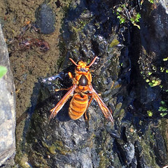 Vespa simillima xanthoptera