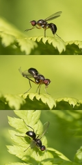 Nemopoda nitidula
