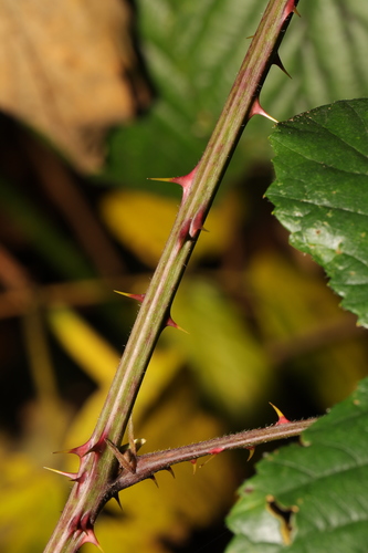Image of Rubus calvatus by no rights reserved