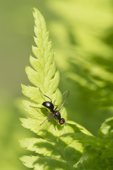 Nemopoda nitidula