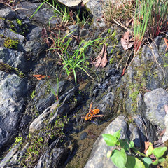 Vespa simillima xanthoptera