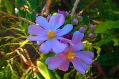 Pereskia grandifolia