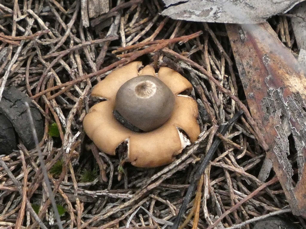 Geastrum saccatum · August 2025 · photo: © jaimshae (iNaturalist, cc-by)