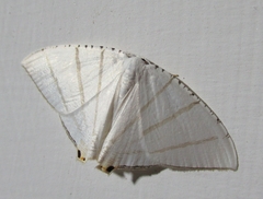Brachurapteryx tesserata