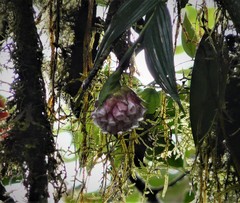 Elleanthus capitatus