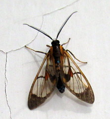 Cosmosoma joavana
