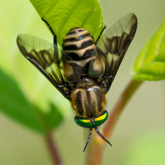 Chrysops divaricatus