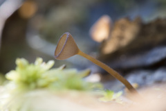 Myriosclerotinia caricis-ampullaceae