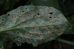 Puccinia arenariae